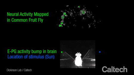 Guiding Flight: The Fruit Fly’s Celestial Compass