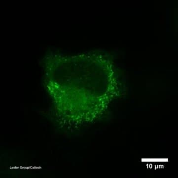 This is a Neuron on Nicotine