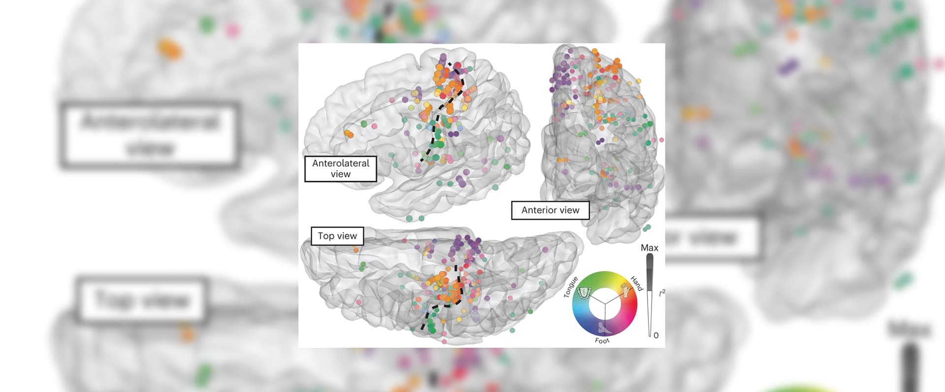 A Motor Association Area In The Depths Of The Central Sulcus